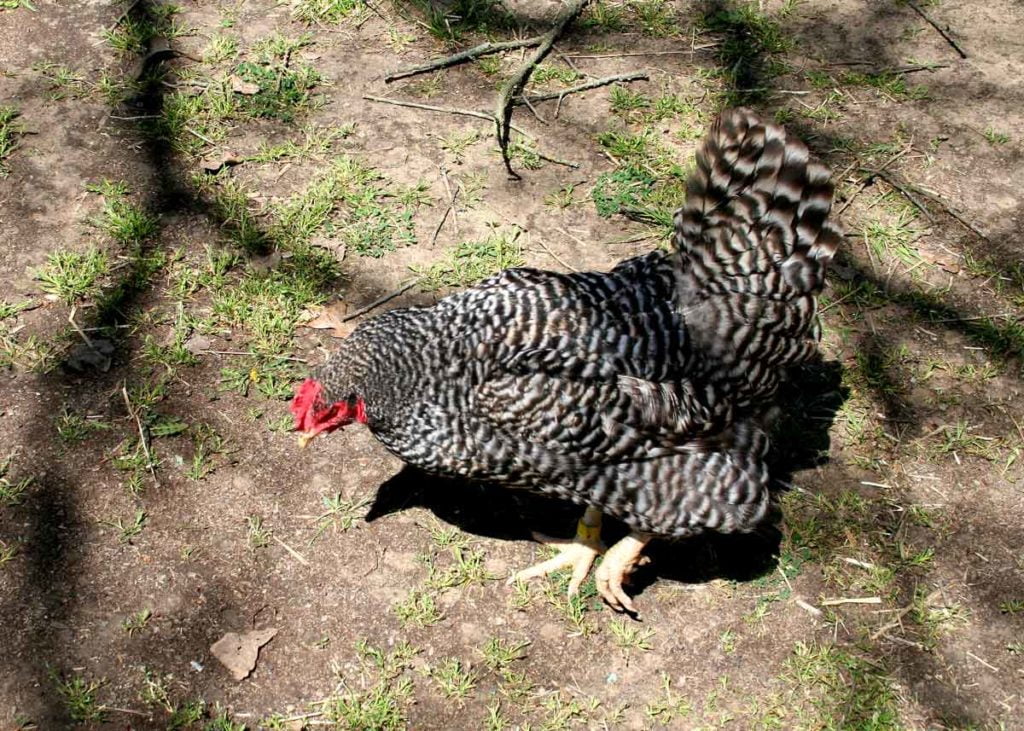 Photo of chicken in Ennis, Texas