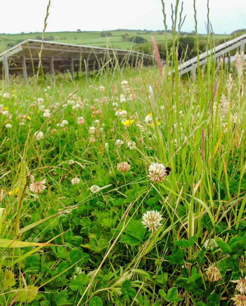 Solar farm with bumble bee on wildflowers
