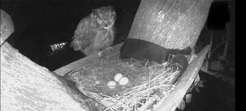 Owl on nest platform with three eggs