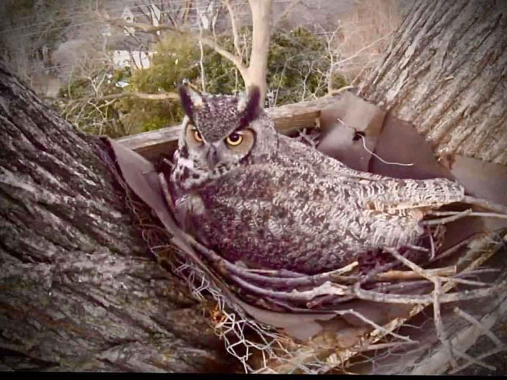 Owl on nest